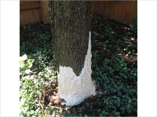 tree fungal infection in texas